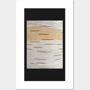 Bark - silver birch Posters and Art